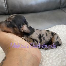 Oatmeal - Dachshund puppy in Orem, Utah from Miekca’s Dachshunds