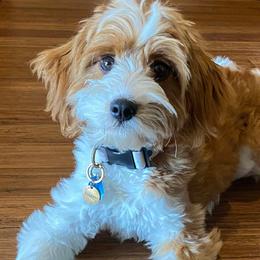 Churro - Cavapoo
