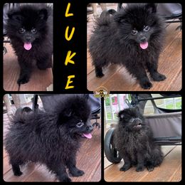 Luke - Black male Pomeranian puppy in Douglas, Massachusetts from Country Oak Poms LLC
