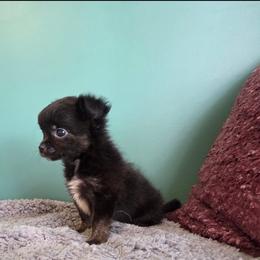 Dubs - Black and tan male Chihuahua puppy in Royal Center, Indiana from Marvelous Chihuahuas
