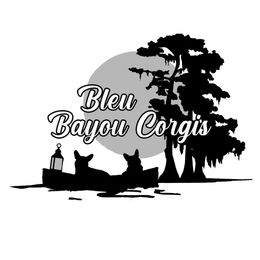 Boy 7 - Blue merle and white male American Corgi puppy in Natchitoches. La, Louisiana from Bleu Bayou Corgis