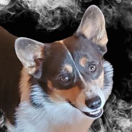 Lucas - Pembroke Welsh Corgi