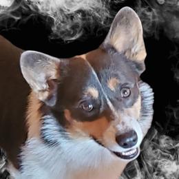 Lucas - Pembroke Welsh Corgi