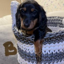 Brown collar - Black and tan male Dachshund puppy in Mount Holly Springs, Pennsylvania from Miniature Dreams Dachshunds