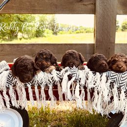 Goldendoodle and Labradoodle Puppies from Reddy Poodles & Doodles