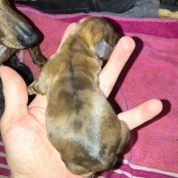 White - Dapple female Dachshund puppy in Saint Albans, Maine from Australian Cattle Cuties and littles