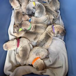 Boy 2 - Fawn male Cane Corso puppy in Briggs, Texas from Capital City Corso’s