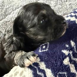 Salt - Salt and pepper male Miniature Schnauzer puppy in Ferndale, Washington from Blackhorse Schnauzers Washington state