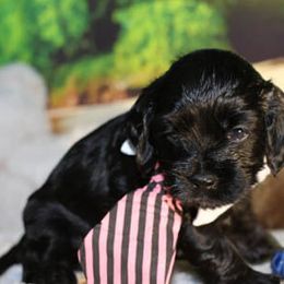 Cockapoo Puppies from JP Cockapoos LLC