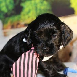 Cockapoo Puppies from JP Cockapoos LLC