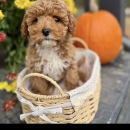 Cayenne - Red female Cavapoo puppy in Bozrah, Connecticut from Cedar Creek Farm