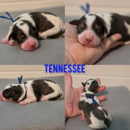 Tennessee - Grey and white male Bernedoodle puppy in Summerville, South Carolina from Channys Doodles