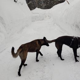 Belgian Malinois from Malinois of Idaho
