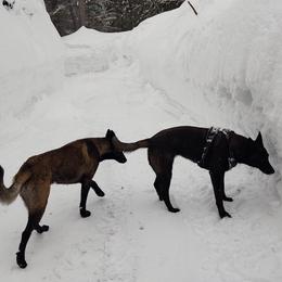 Belgian Malinois from Malinois of Idaho