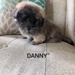 Boy 1 - male Pekingese puppy in Clarion, Pennsylvania from Brey Pekingese