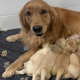 Golden Retrievers from Golden Grace Kennel