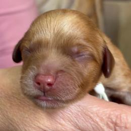 White Collar Boy - Caramel red male Australian Labradoodle puppy in Statesville, North Carolina from Rose Cottage Labradoodles