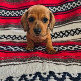 Poppy - Dapple female Dachshund puppy in Opelika, Alabama from Dachshund Darlins