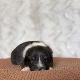 Girl 1 - Black tri-color female Australian Shepherd puppy in Argyle, Iowa from Country Time Kennels