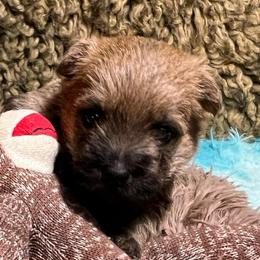 Weechee Boy 3 - Red male Cairn Terrier puppy in Bigfork, Minnesota from Dachshunds Up North