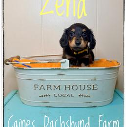 Zena - Black and cream female Dachshund puppy in Cincinnati, Ohio from Caines Dachshund Farm