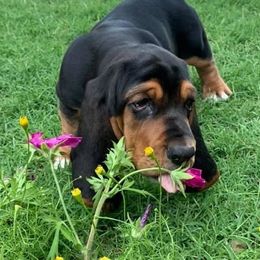 Basset Hounds from William's Basset Hounds