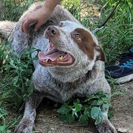 RTR Biggs Darklighter - Australian Cattle Dog