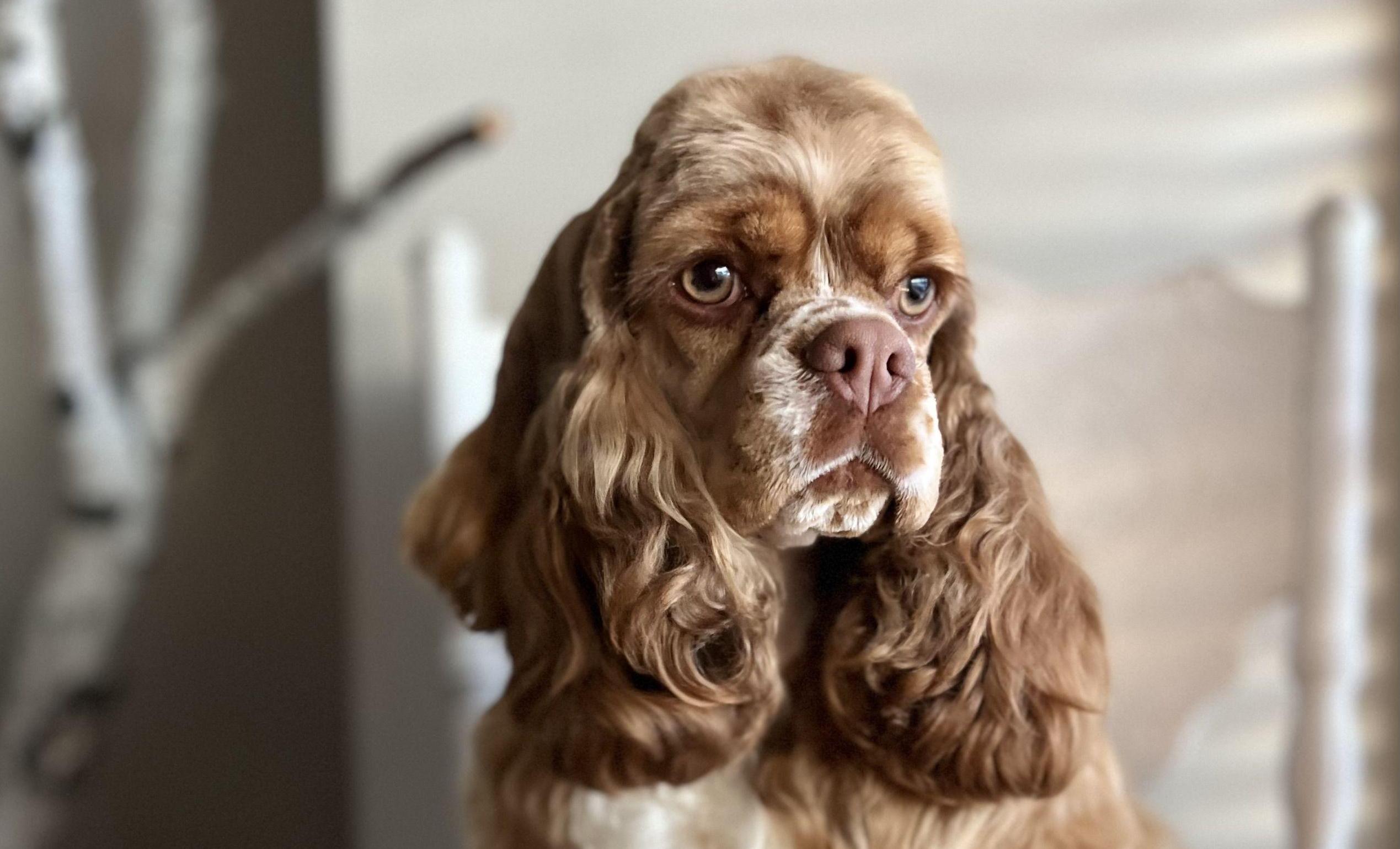 Adult Cocker Spaniel