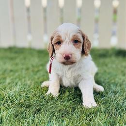 Wrangler - Parti male Labradoodle puppy in Elizabeth City, North Carolina from Howdy Doodles
