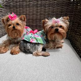 Yorkshire Terrier All Grown Up from Reese's Angelface Yorkies