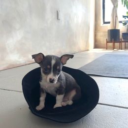 Chihuahua Puppies from Chihuahua Mama