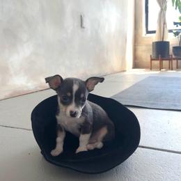 Chihuahua Puppies from Chihuahua Mama
