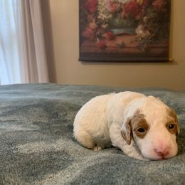 Purple collar - Cream Goldendoodle puppy in Bellbrook, Ohio from Mini-Doodle Manor