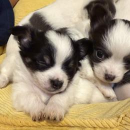 Chase - Black and white male Chihuahua puppy in Amity, Pennsylvania from Rhoda and Verna