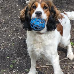 River - English Springer Spaniel