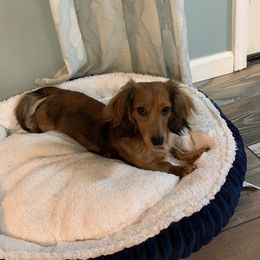 Ella - Dachshund