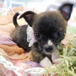 Chihuahua Puppies from Fine Whines & Lickers