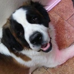 Saint Bernards from Sadee’s Saints
