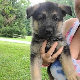 Yellow - Black and red male German Shepherd puppy in Coatesville, Pennsylvania from Jessica's German Shepherds