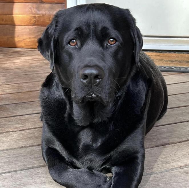 CC’s Oak Hill English Labrador in Oregon | Labrador Retriever puppies ...