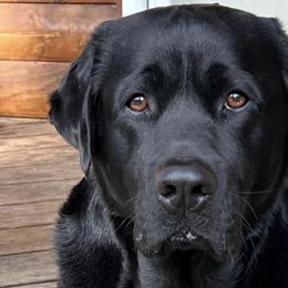 Labrador Retrievers from CC’s Oak Hill English Labrador