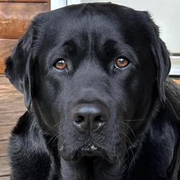 Labrador Retrievers from CC’s Oak Hill English Labrador