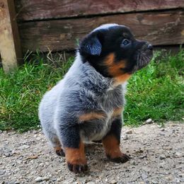 Australian Cattle Dog and Pembroke Welsh Corgi Puppies from Leatherman Quarter Horses