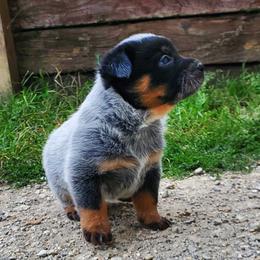 Australian Cattle Dog and Pembroke Welsh Corgi Puppies from Leatherman Quarter Horses