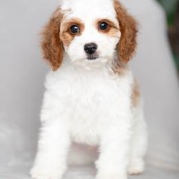 Topaz - Blenheim male Cavapoo puppy in Daphne, Alabama from Harper Doodles