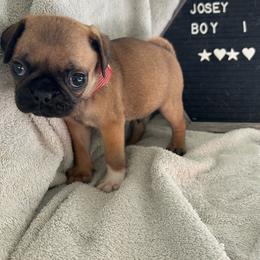 Boy 1 - Fawn male Pug puppy in Norborne, Missouri from Pug Palace