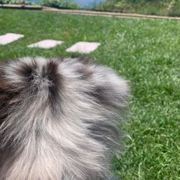 Australian Shepherd Puppies from Trinity Kennels