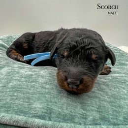 Scorch - Phantom male Bernedoodle puppy in Sunman, Indiana from Brunsman Country Doodles LLC