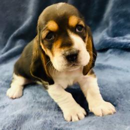 Female black and white (Hope) - Black and white female Basset Hound puppy in Oviedo, Florida from Boss Farms