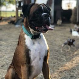 Boxers from Cajun Dream Boxers